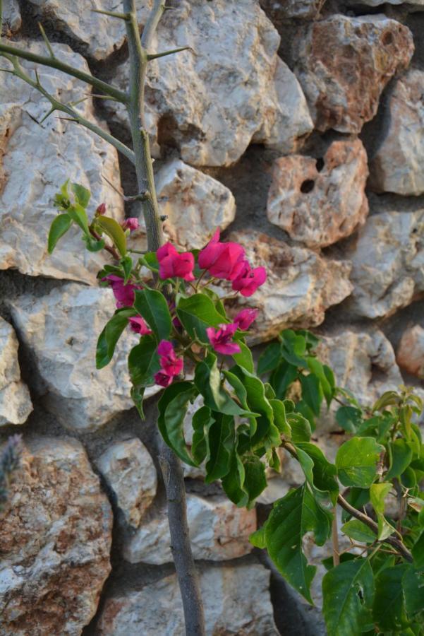 Lotus Studio Apartment North Lixouri Luaran gambar